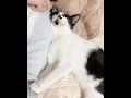 いつも一緒に寝てくれる猫様