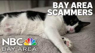 Bay Area scammers prey on distraught pet owners with fake veterinary emergencies