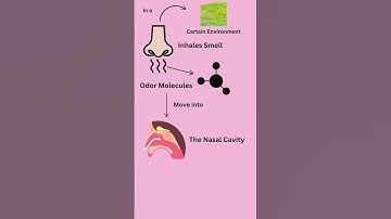 Does the Nose REALLY Know? - Can Smell Trigger Memories?  #science #bloodvessels