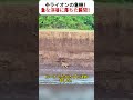小ライオンの危機！ 急な渓谷に落ちた瞬間！ #小ライオン #野生の危機 #母ライオンの愛 #動物のドラマ #サバンナの命