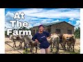 A DAY AT THE FARM || FARMING IN ZAMBIA || LAND IN ZAMBIA