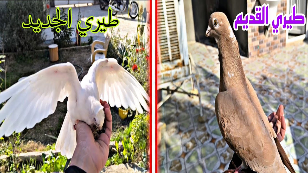 طلعت الطيور الي مربيها بلبيت🔥😍
