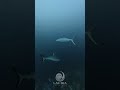 A sneak peek into Yani Shark — Agatti’s newest dive frontier! #scubadiving #yanishark #newdivespot