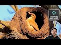 Birds Building Mud Houses | Rufous hornero Bird Nest