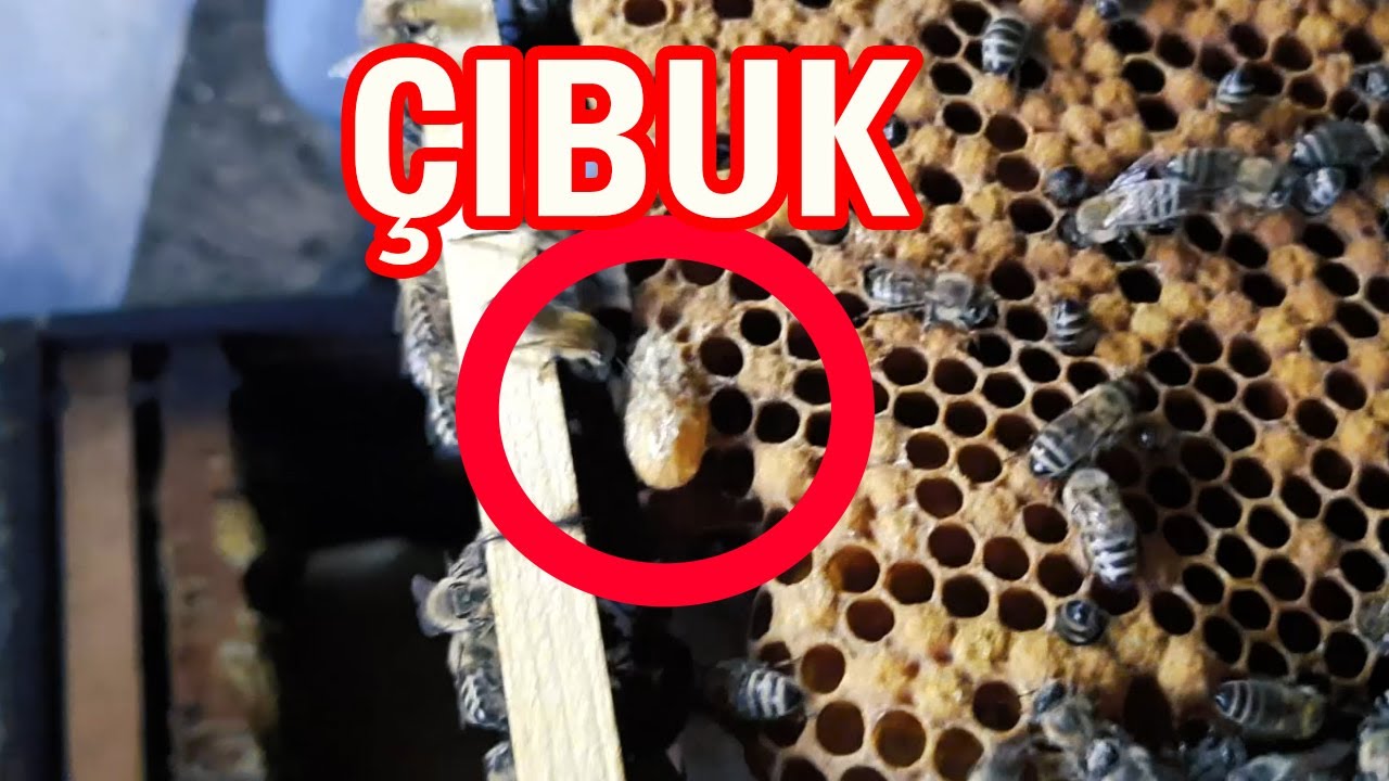 Shtesë nga nukleusi pa mbretëreshë [ Bletaria Shqip ]