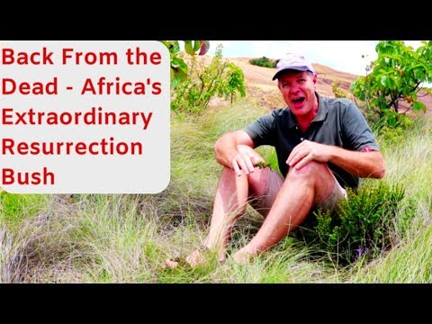 Back From the Dead - Africa's Extraordinary Resurrection Bush