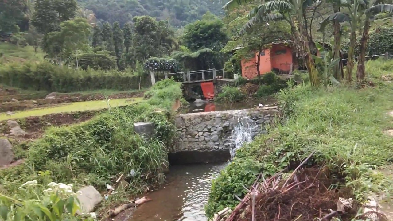 Masih Alami Wisata Sawah di Kota Bogor 