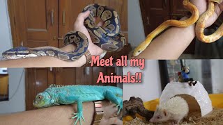 Meet all of my Pets!