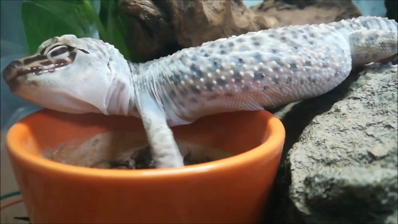 かわいい ヒョウモントカゲモドキの脱皮 Shedding Of Leopard Gecko Youtube