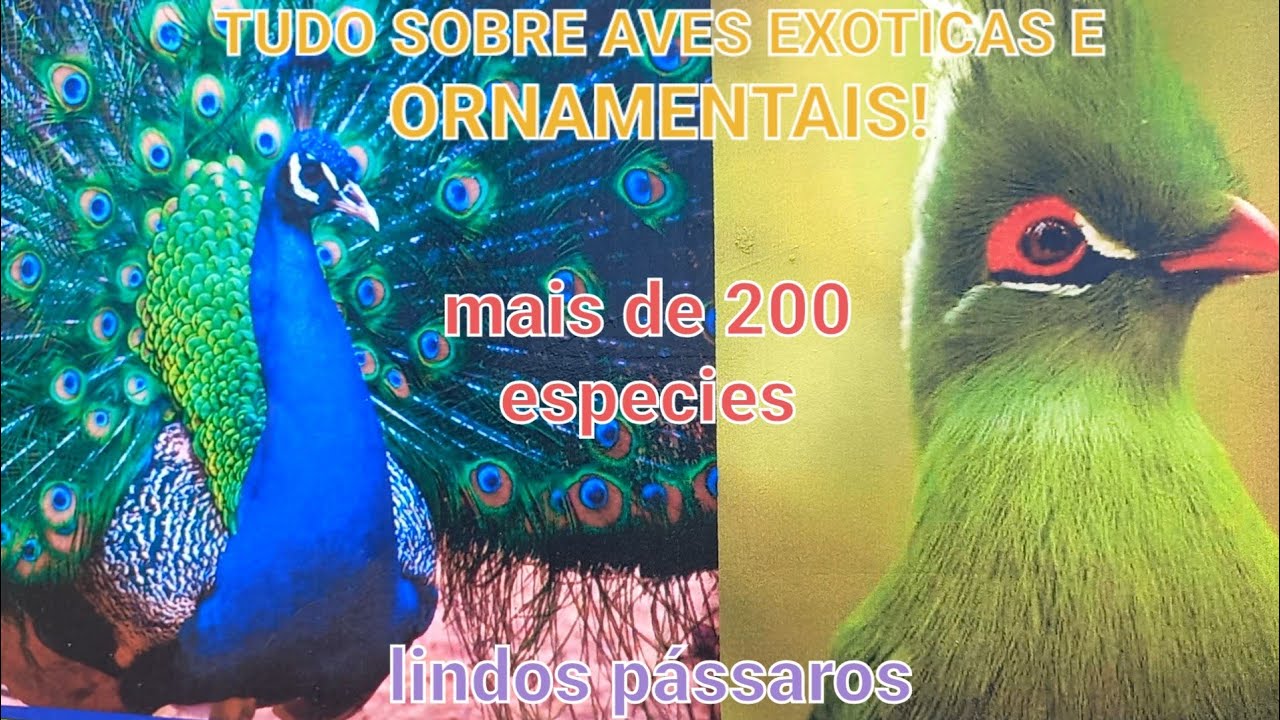 MAIOR CRIATORIO DE AVES EXÓTICAS E ORNAMENTAIS DA REGIÃO