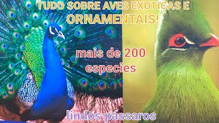 MAIOR CRIATORIO DE AVES EXÓTICAS E ORNAMENTAIS DA REGIÃO