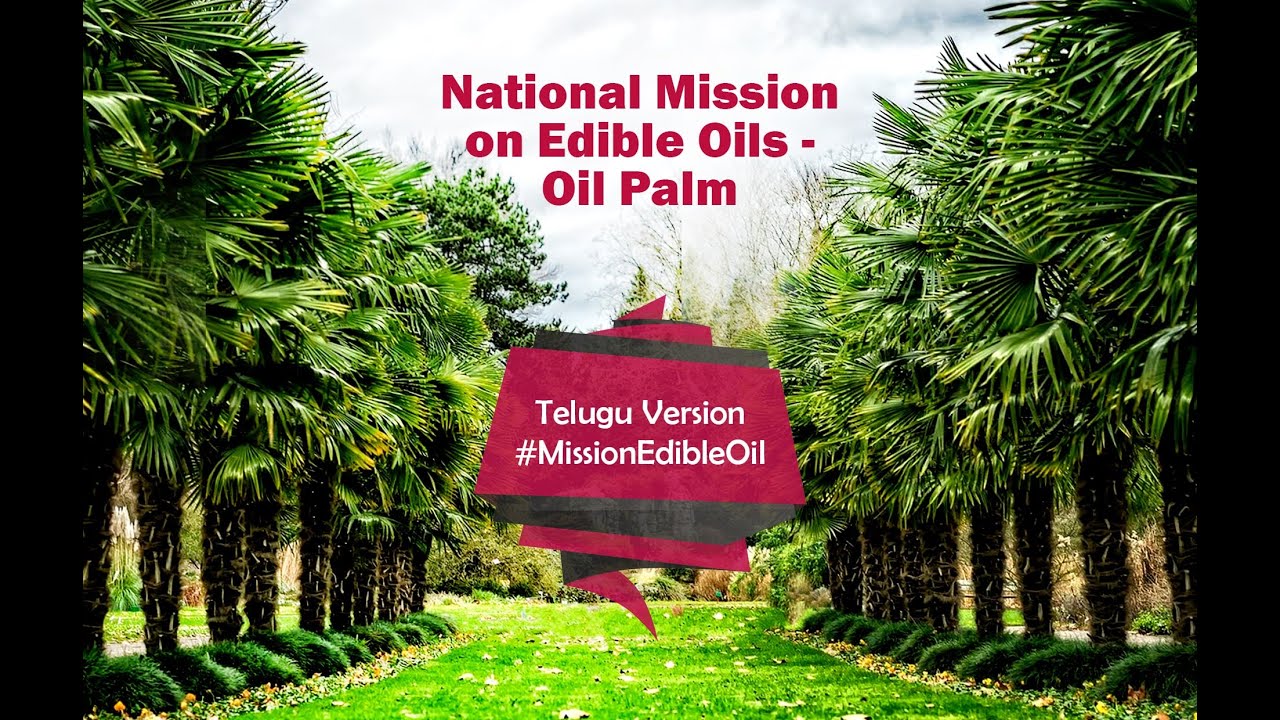 National Mission on Edible Oils Oil Palm Telugu YouTube