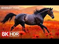 Picture Perfection โ Stunning Dolby Vision HDR in 8K Ultra HD 120fps