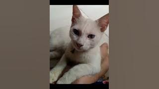 Sakha - Kucing Gemuk