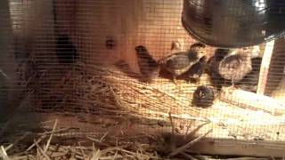 Avi & Mijo in the chicken coup, Easter 2011