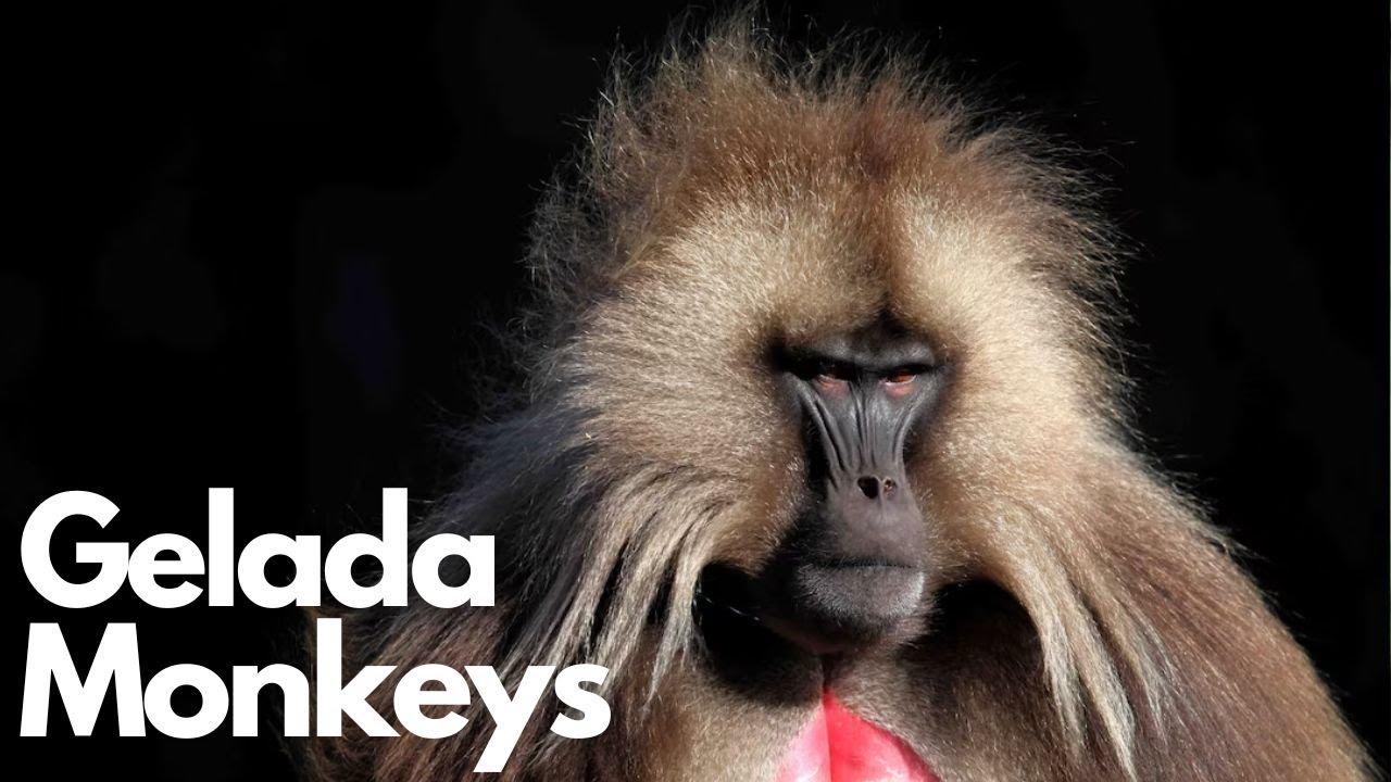 The Fascinating World of Gelada Monkeys