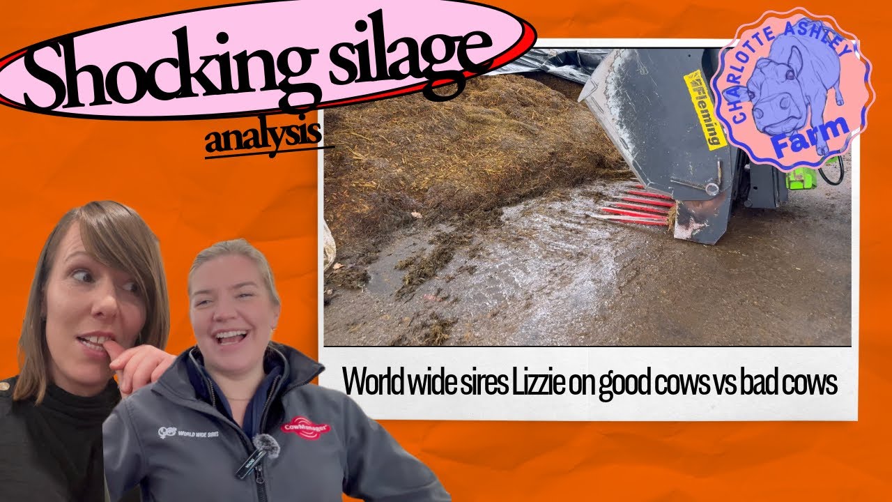 Шокирующий анализ силоса для второго укоса: хорошая корова и плохая корова, объяснено World Wide ...