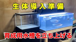 新生体を迎え入れるために再び60cm水槽を立ち上げます！