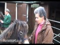 Exmoor youngstock