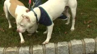 Wdhas Rock N Ruff With Diamond And Chico