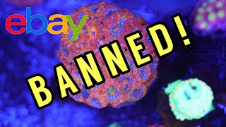The eBay Coral Ban is Back (And This Time It's Serious...) The Prestige Reef Dork Show Ep 122