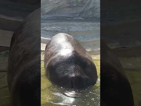 Gloria of Madagascar here in Ueno Zoo #japan #hippo #madagascar