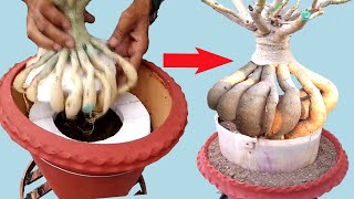 Innovative Root Training of an Adenium Bonsai || with update