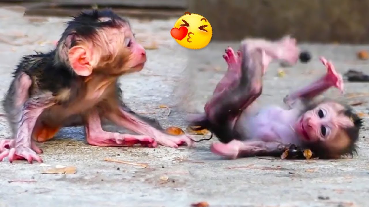 wonderful! The baby monkey has just been born and its mother is trying to teach it to walk.