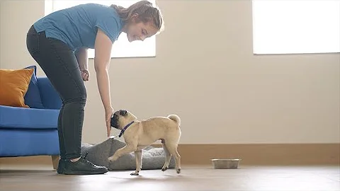 Teach Your Dog a Nose Touch | The Battersea Way