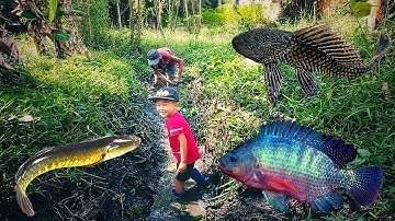 Năm Mới Gold Bắt Cá Lau Kiếng, Cá Lóc, Cá Rô Phi,Cá Rô Đồng, Cá Trê, Cua Đồng, Ốc Bươu | Gold Gin TV