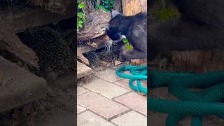 Katzen vs. Mini-Igel 🐱🦔 Neugier pur – aber lieber mit Sicherheitsabstand! 😄✨