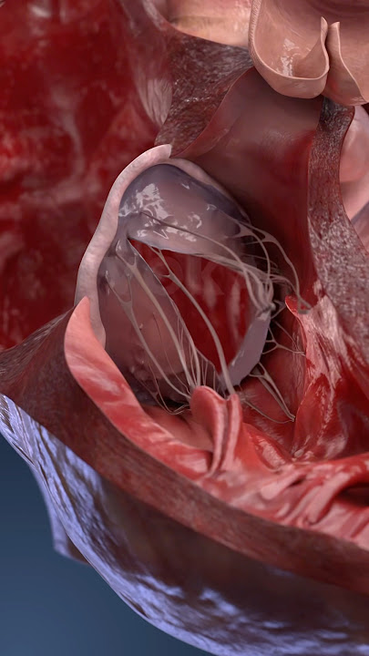 Inside your heart: see how it moves in 3D #3danatomy