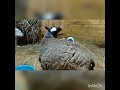 Подготовка к окоту. Окот овец. Роды и как это происходит.