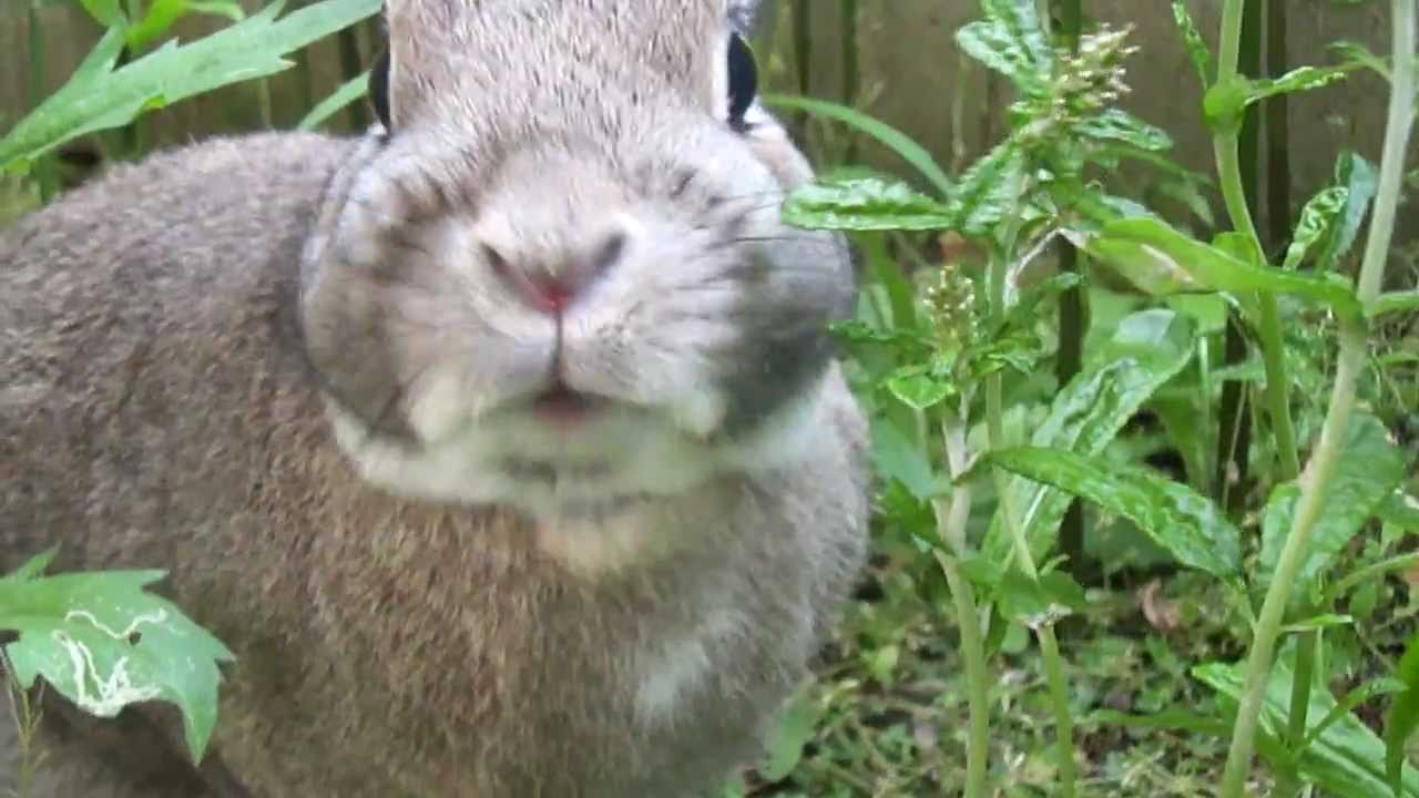 うさぎ丸 庭で草を食べる Youtube