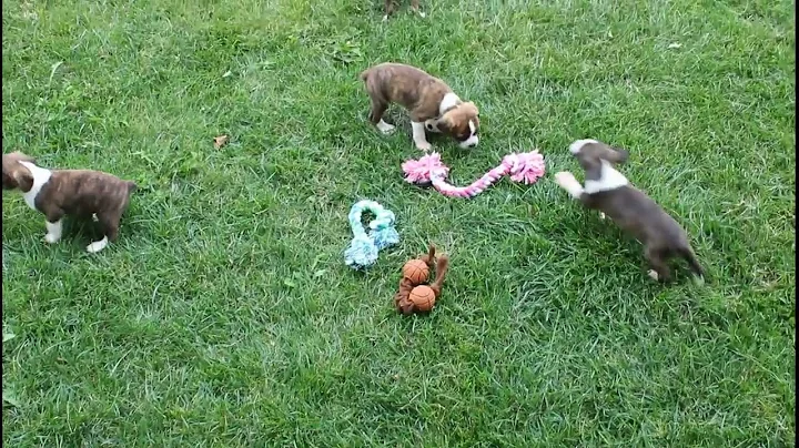 Boston Cavalier Puppies Ruth Glick
