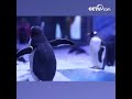 귀여워! 상하이 첫번째 자주 번식의 아델리 펭귄이 태어나 | CCTV 한국어방송