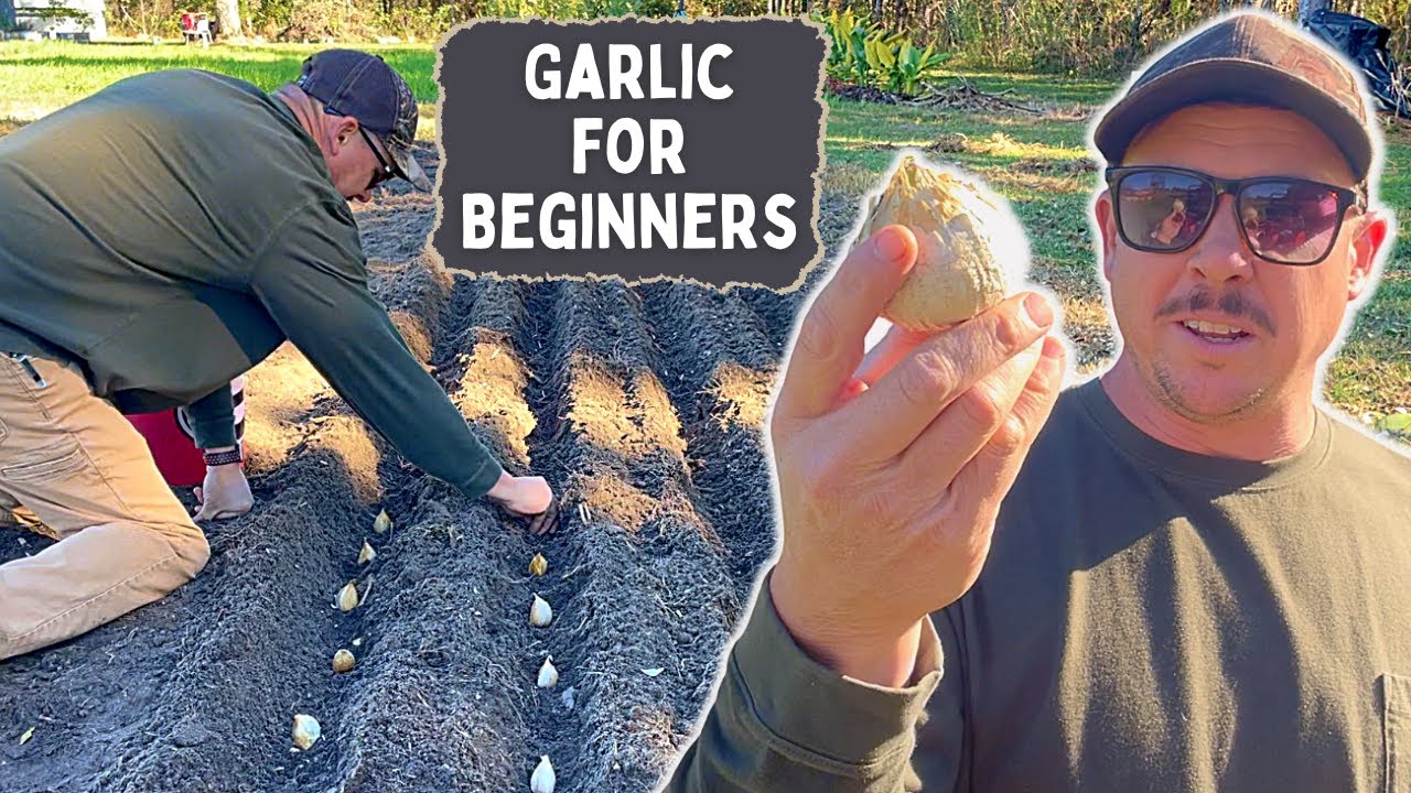 The Best Garlic to Plant for Beginners TIPS AND TRICKS YouTube