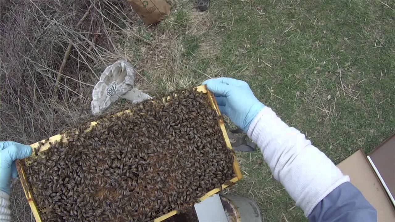 How To Install a Honey Bee Nuc YouTube