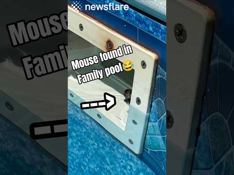 Child Rescues a Drowning Baby Mouse
