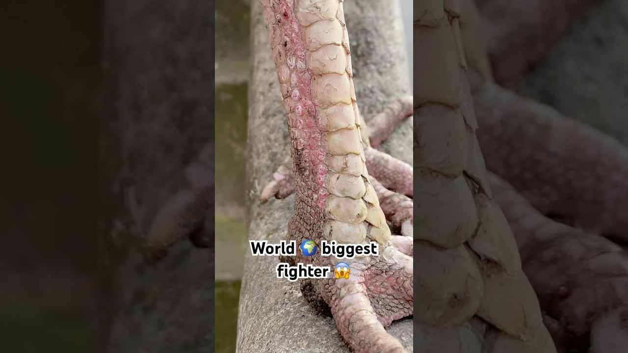 One ☝️ of my strongest aseel fighter it’s ready for the next fight