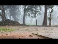 ☔ Serene Rainstorm in a Tropical Forest With Ancient Temple Views
