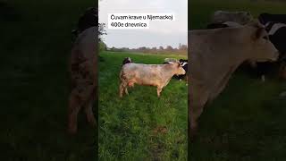 Čuva krave u Njemačkoj i zaradi ogroman novac