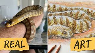 How to Draw a Woma Python in pencils (Intermediate) Net Worth