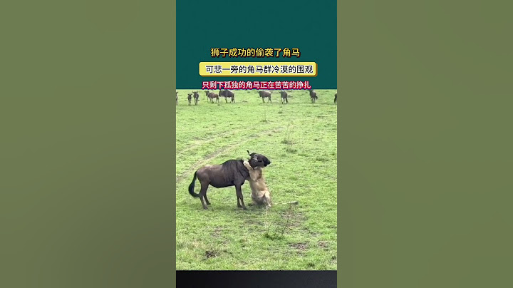 Wildebeest Walks Right Into Lions #amazon #animals #lionvsgiraffe