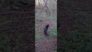 Kater Roberto Freigänger. Abends im Wald gemeinsam spazieren gehen.