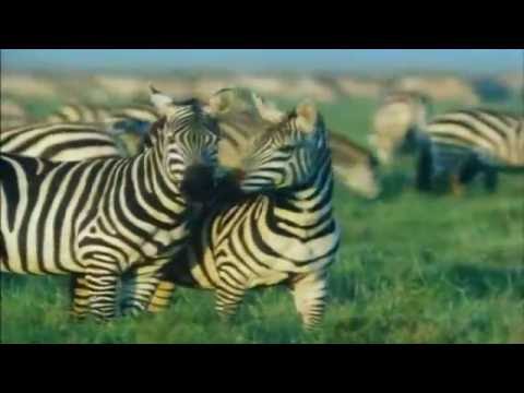 African Animal (Dinosaur) Trailer