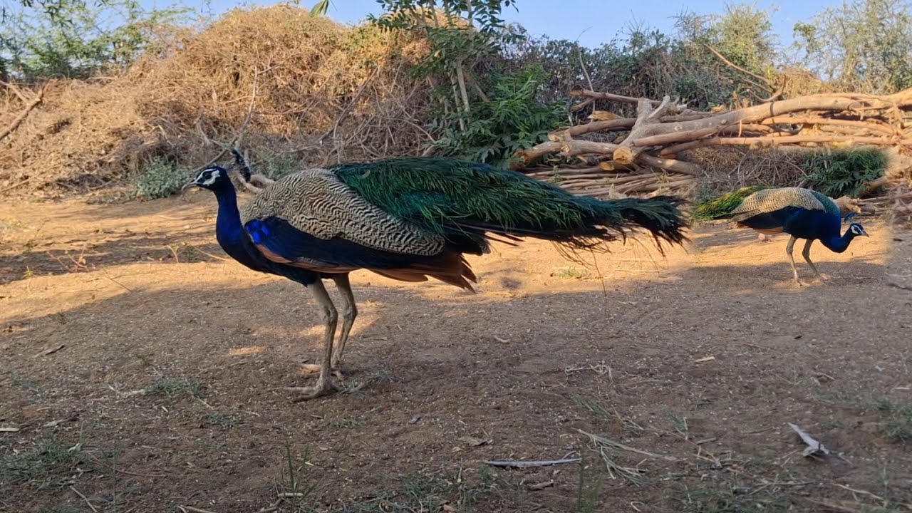 Peafowl Birds Most Clear Sound Full Romance Video/ Animals Peacock Bird Video/ Animals metting Live 