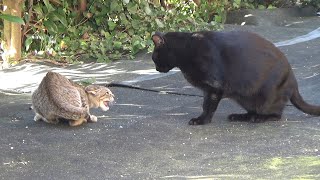 大きな黒猫と遭遇して大ピンチの子猫がとった行動