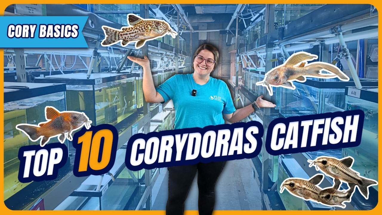 Most Popular Corydoras Catfish Ranked | CAN YOU GUESS #1? [Weekly Walkthrough Ep. 41]