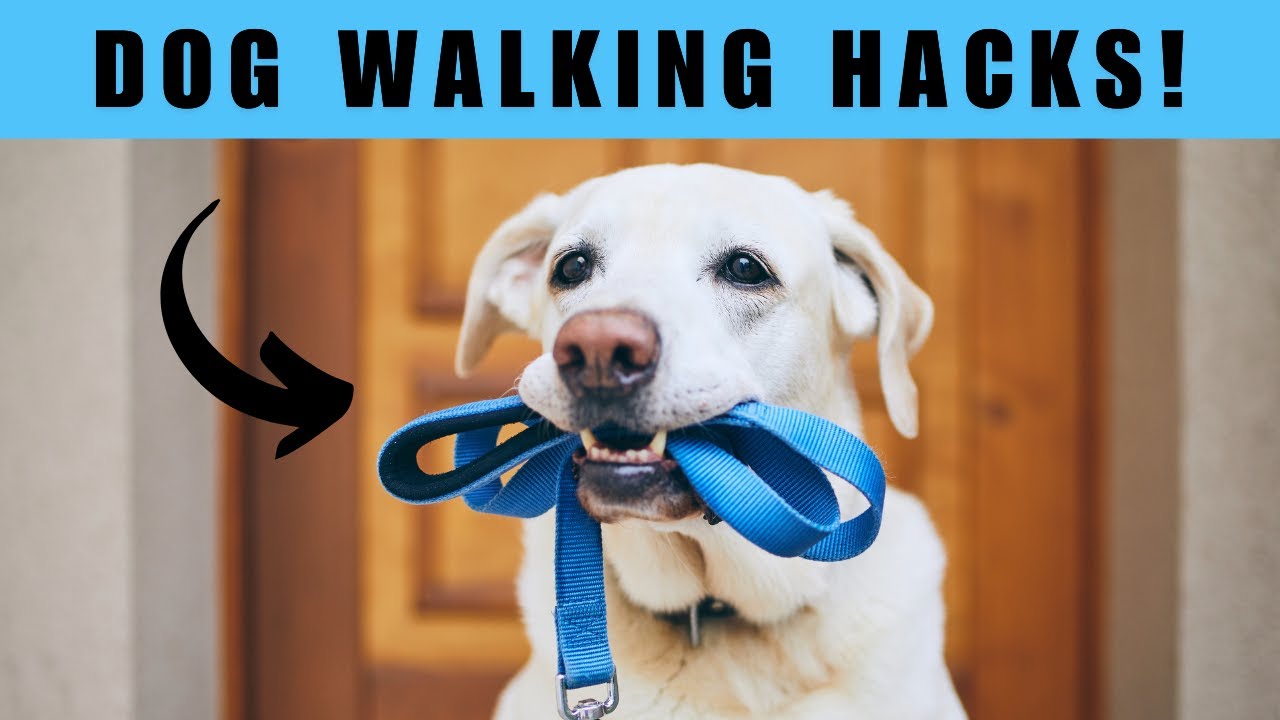 7 Genius Dog Walking Hacks You’ll Wish You Knew Sooner!